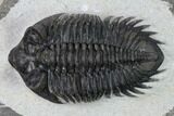 Coltraneia Trilobite Fossil - Huge Faceted Eyes #165839-2